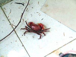 The Red Crab