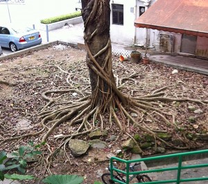 Roots 1_photo