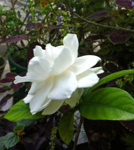 Gardenia1_IMG_2907_edited-1