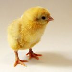 chick